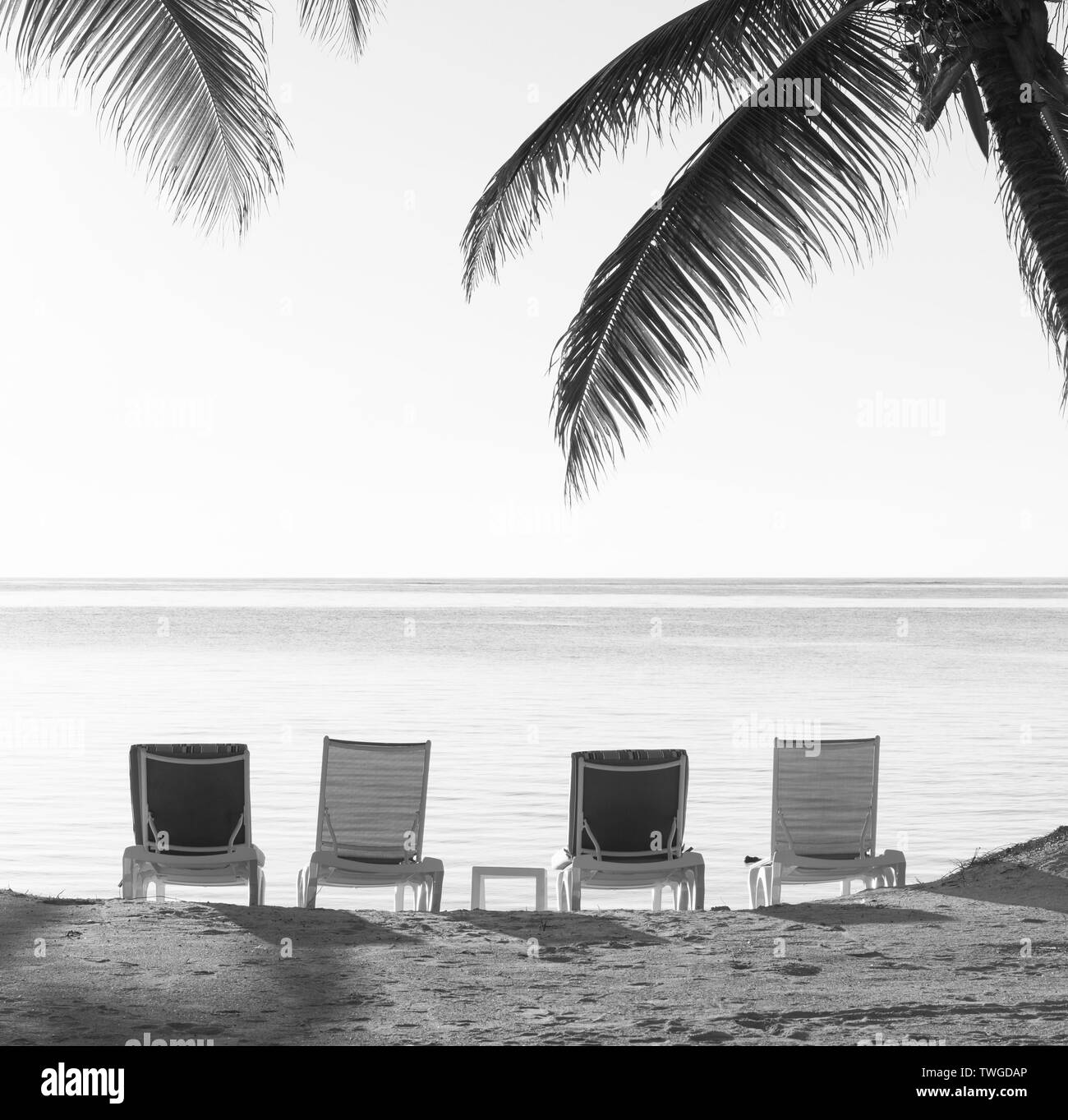 Beach chairs in sand with tropical palm trees as vintage background in stunning black and white Stock Photo