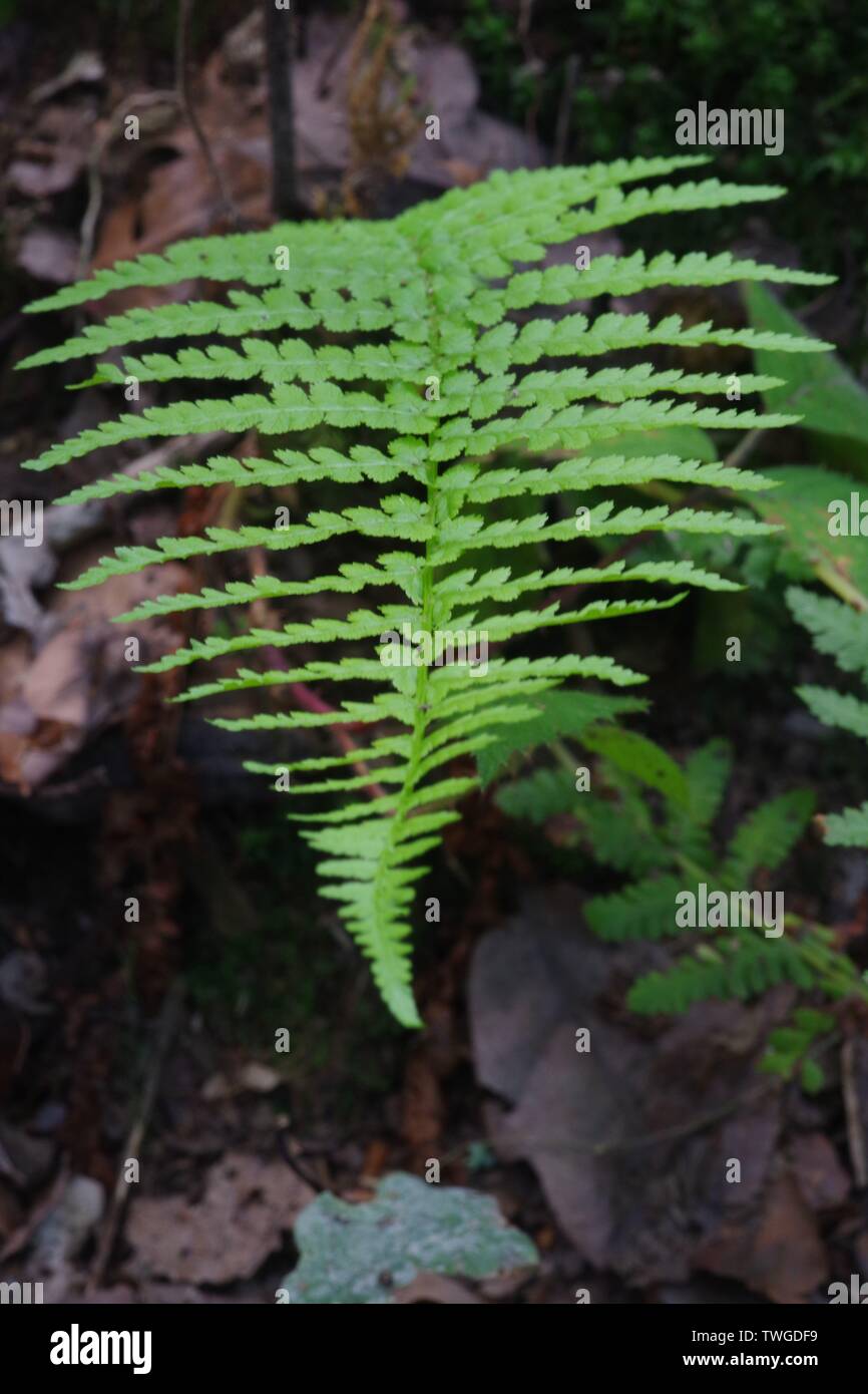 Broad Buckler Fern (Dryopteris dilatata) in Hembury Woods. Dartmoor, Devon, UK. Stock Photo