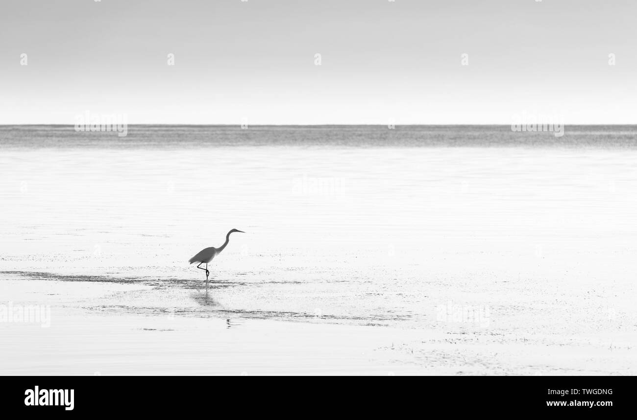 White egret in tranquil coastal waters in stunning black and white Stock Photo