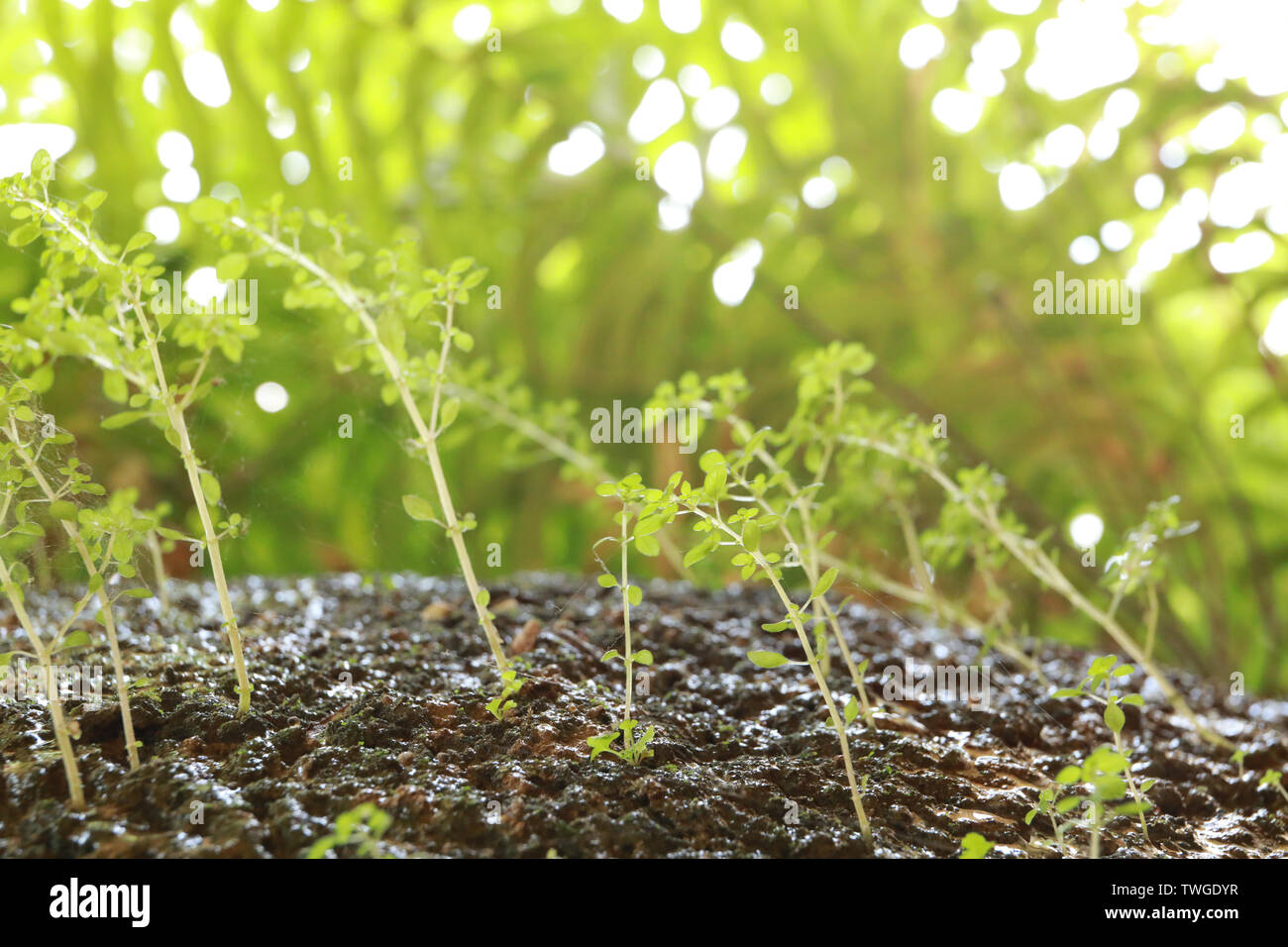 Youngest Tree Growth of young trees Stock Photo - Alamy
