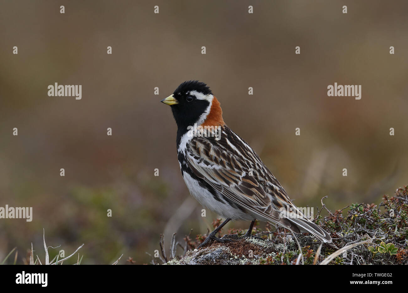 Lapland longspur (Calcarius lapponicus) sitting on tundra Stock Photo