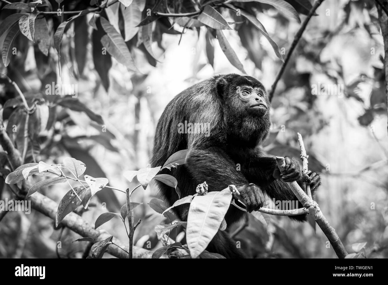 Black Howler Monkey sitting in the forest in stunning black and white Stock Photo