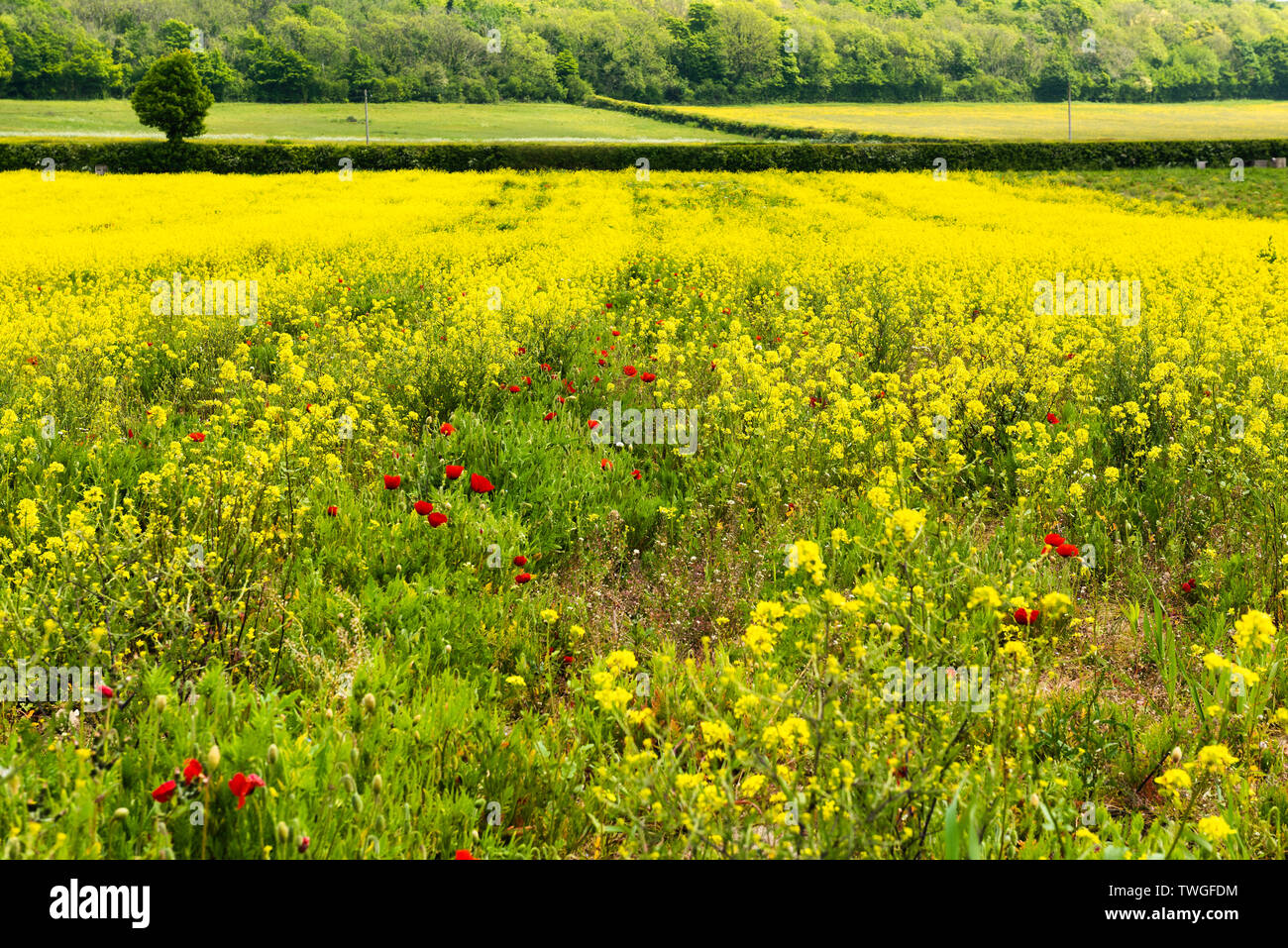Rapeseed flowers in blossom hi-res stock photography and images - Alamy