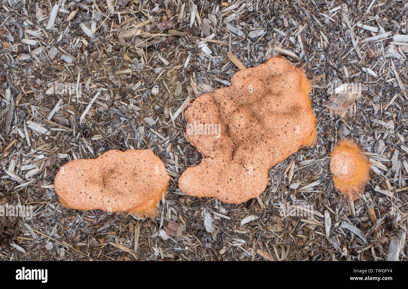 Fuligo septica commonly known as dog vomit slime mold or dog vomit fungus grows worldwide on damp wet bark or mulch and is thought to be related to am Stock Photo