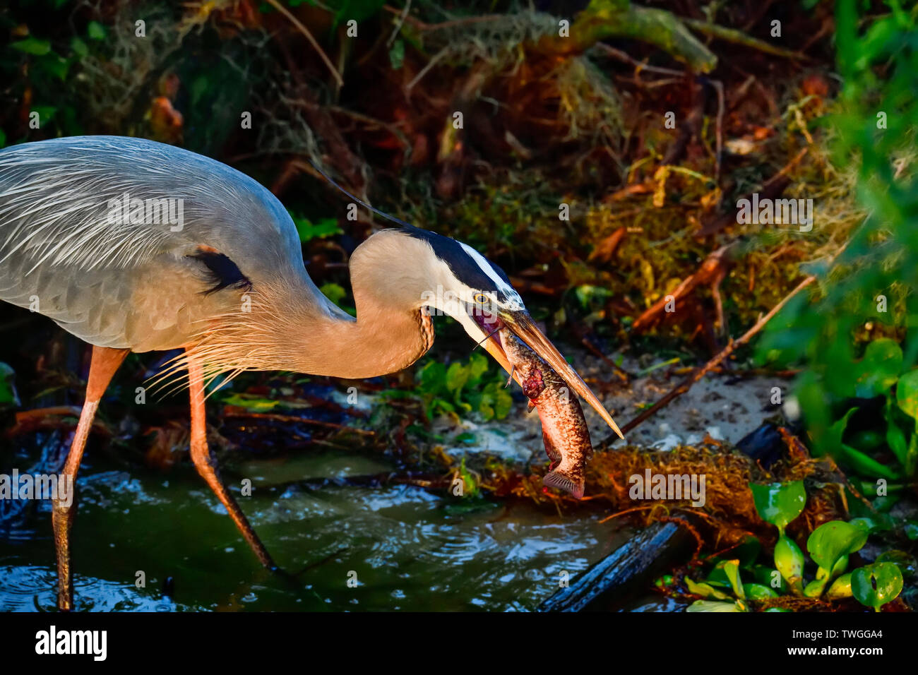 Early bird catches...a fish for breakfast. Stock Photo
