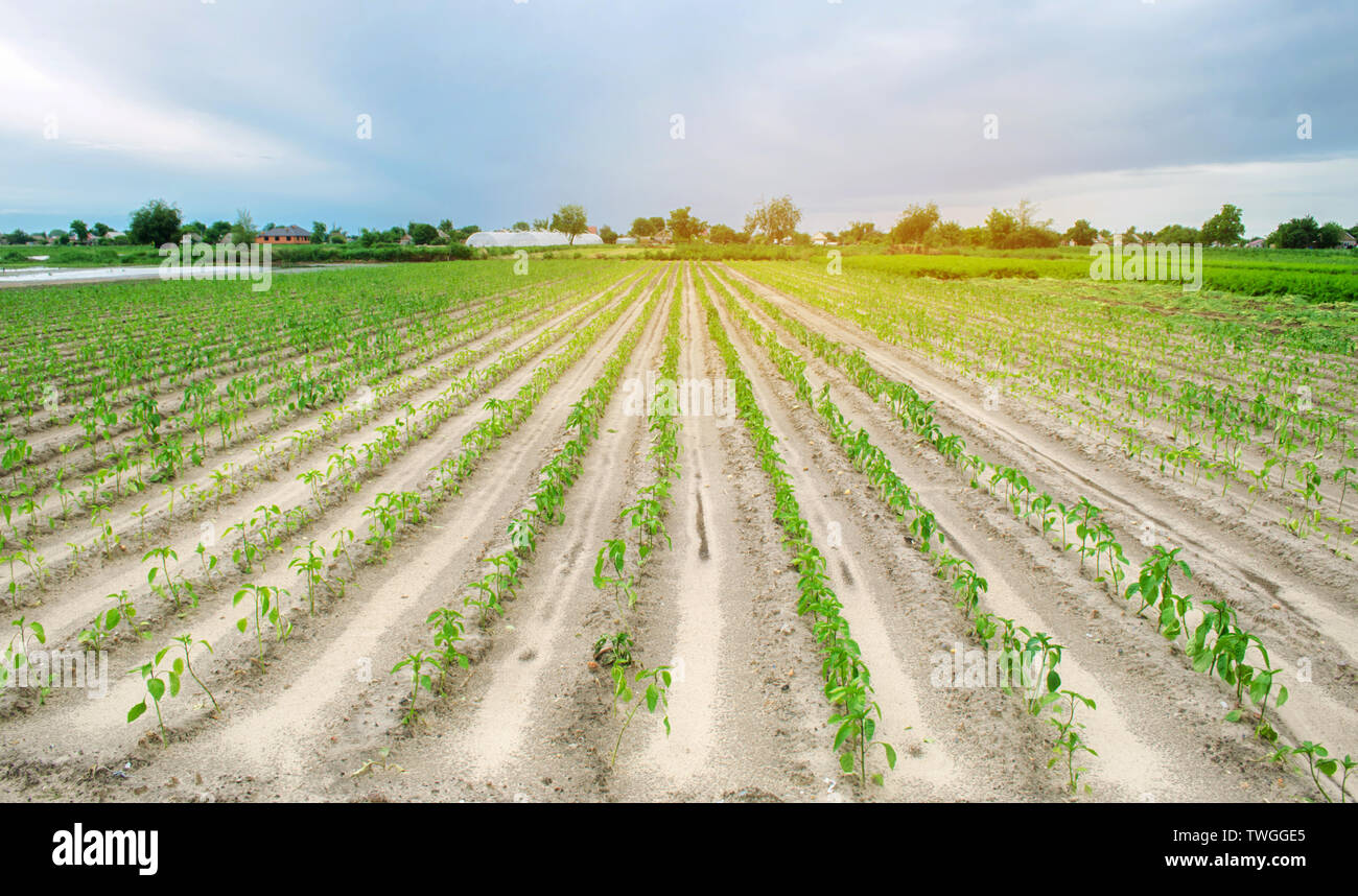 Vegetable rows of young pepper grow in a field in cloudy weather. Growing ogranic vegetables. Countryside. Agriculture and farming. Kherson region, Uk Stock Photo