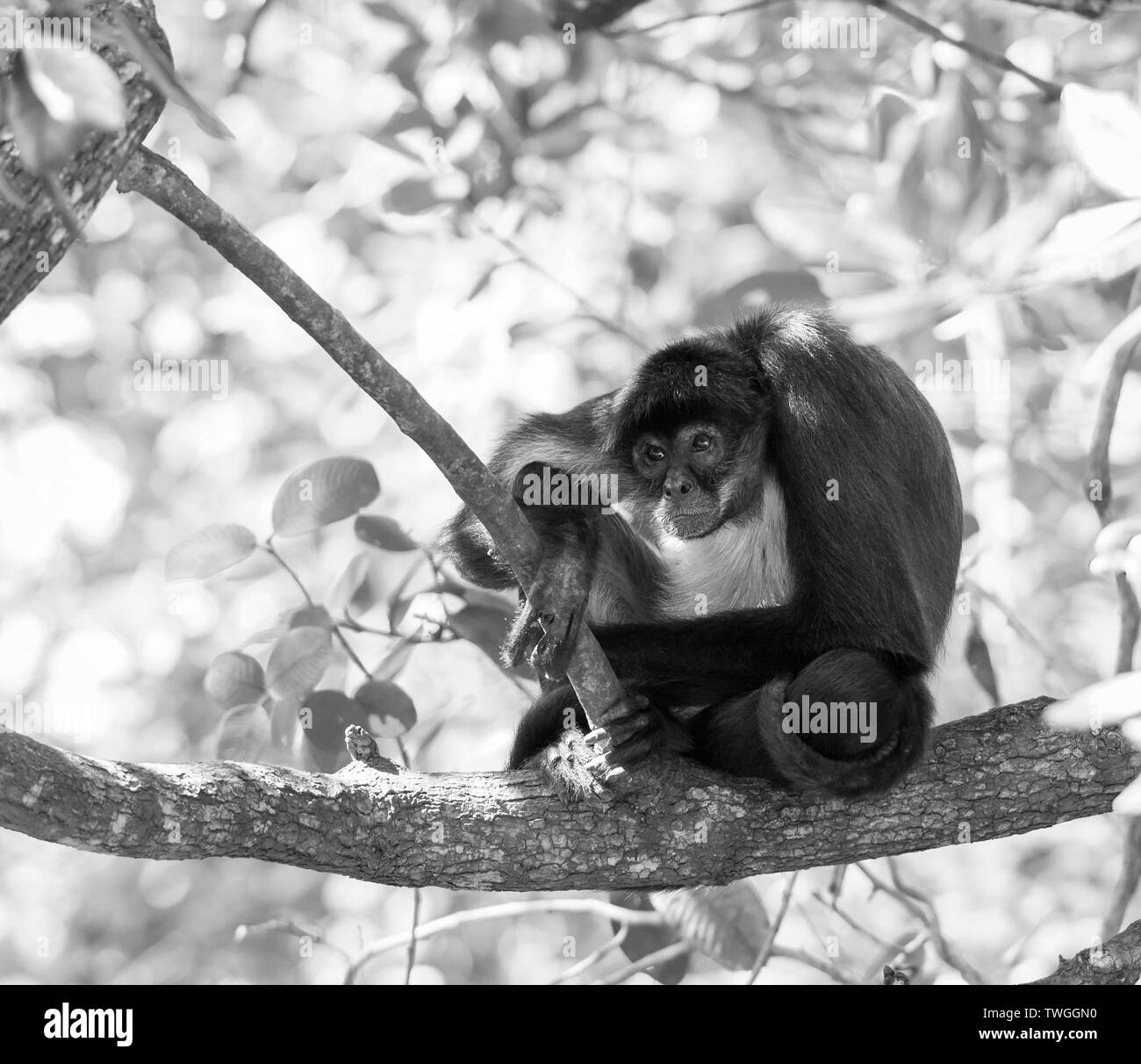 Yucatan spider monkey sitting on a tree branch in forest in stunning black and white Stock Photo