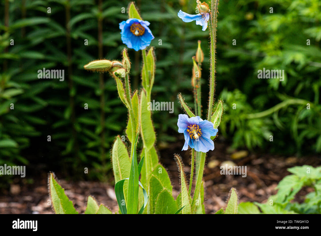Himalayan blue poppy 'Lingholm' (Meconopsis 'Lingholm') Stock Photo