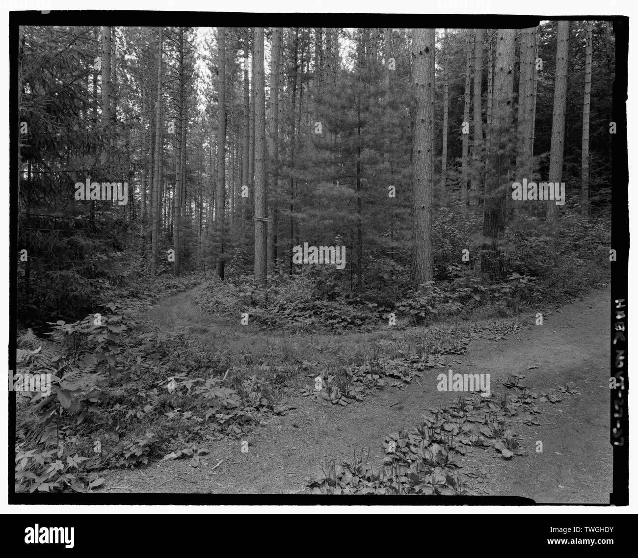 RED PINE PLANTATION SKID ROAD INTERSECTING MACKENZIE ROAD TO PROSPER ROAD. VIEW N - Marsh-Billings-Rockefeller Carriage Roads, Woodstock, Windsor County, VT; Copeland, Robert Morris; Hutcheson, Martha Brookes Brown; Lynch, Bryan J; French, Mary; Marsh, Charles; Marsh, George Perkins; Billings, Frederick; Rockefeller, Laurance  Spelman; Cady, James; Billings, Sophia Wetherbee; Billings, Oel; Billings, Laura; Billings, Julia Parmly; Downing, Andrew Jackson; Dana, Henry S; Aitken, George; Billings, Mary Montagu; Billings, Elizabeth; Kittredge, Elsie; French, John; Hitchcock, Elizabeth French; Chr Stock Photo