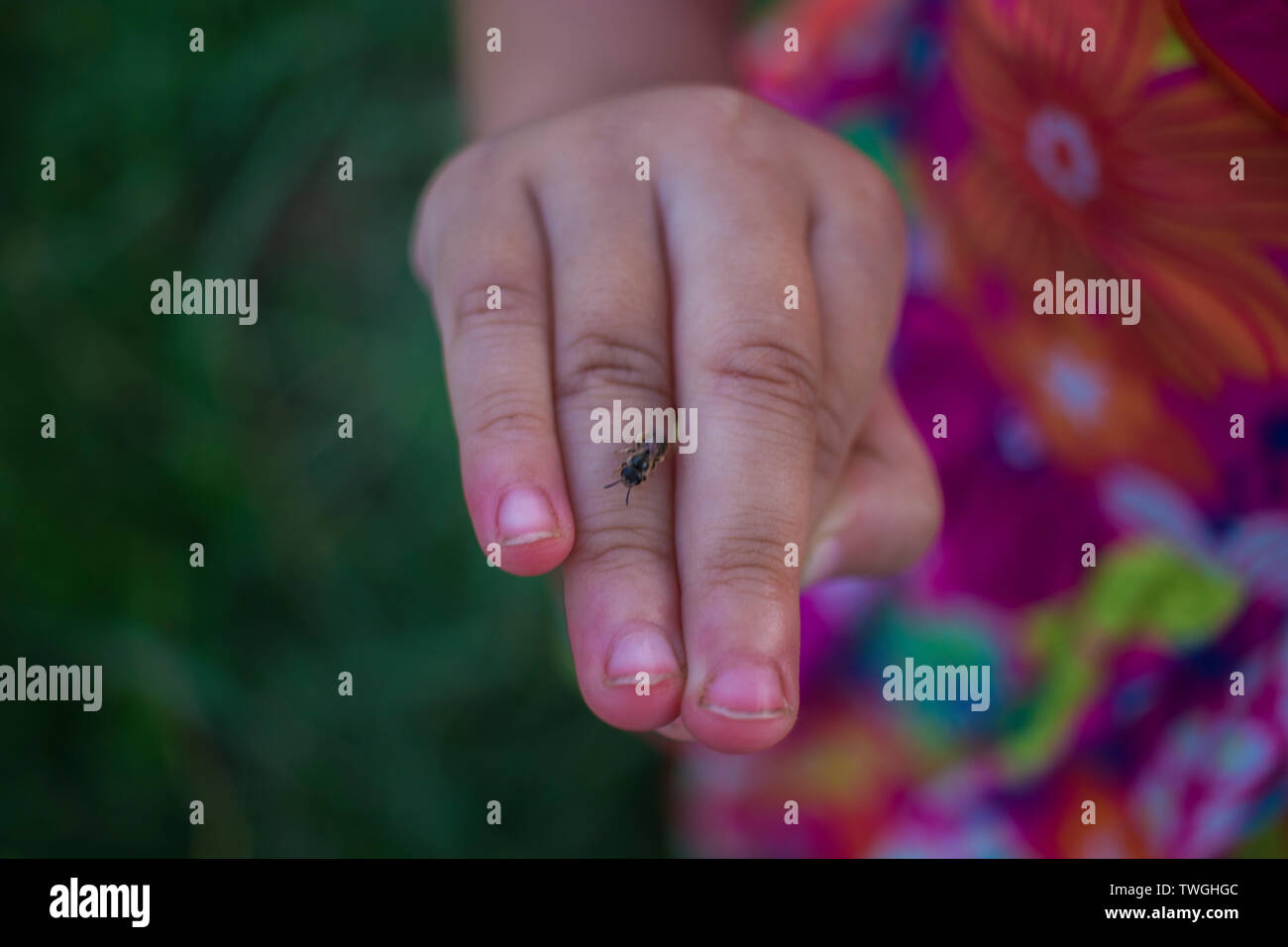 little girl playing in rice field. and have some insect landing on her hand. High resolution image gallery. Stock Photo