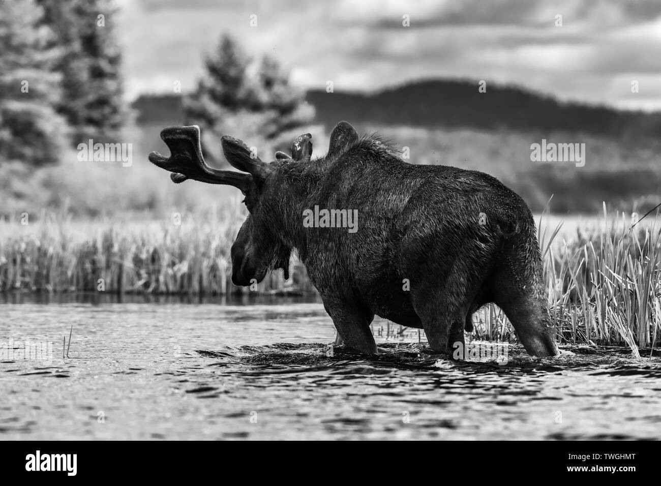 Bull moose Black and White Stock Photos & Images Alamy