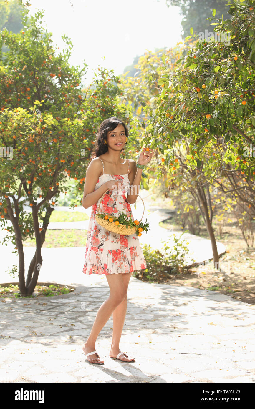 Woman Picking Oranges From A Tree Stock Photo Alamy