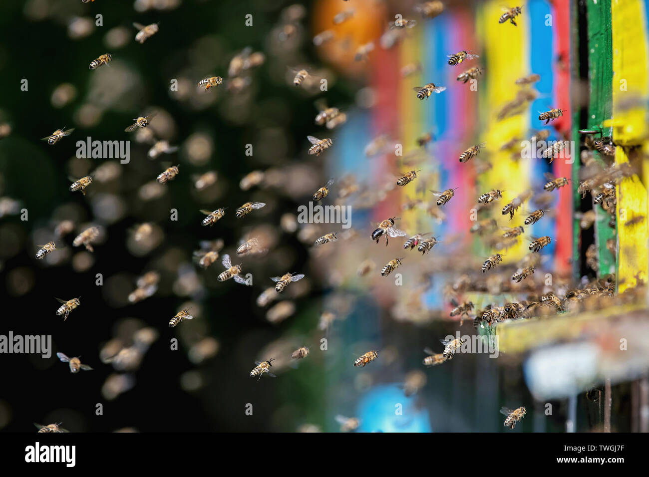 Swarm of bees flying around beehive Stock Photo