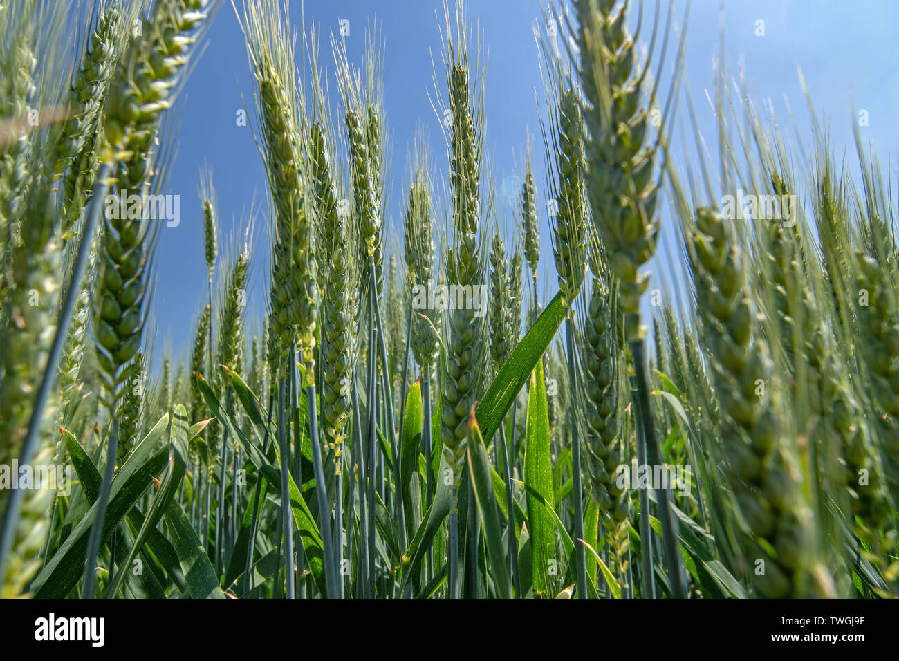 Common wheat with blue sky in the background Stock Photo