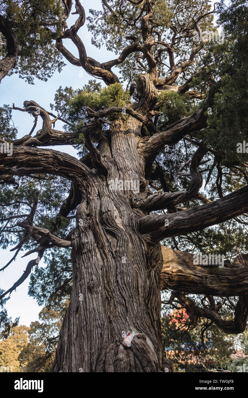 Chu Jian Bai - Touch Evil Cypress in Temple of Confucius in Beijing, capital city of China Stock Photo