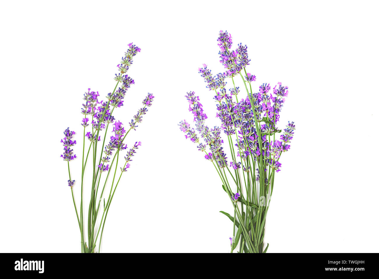 Lavender flowers isolated on white background Stock Photo - Alamy