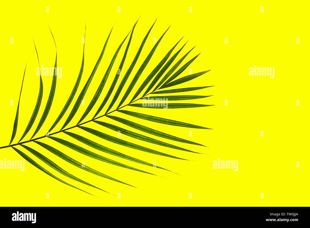 Tropical green palm leaf on yellow background. Stock Photo