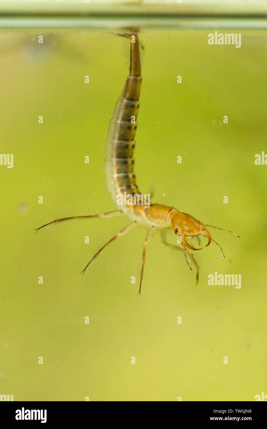 Great Diving Beetle, Dytiscus spp. nymph, larva, below water, hanging from surface water tension, breathing through tail, Sussex, UK. Stock Photo