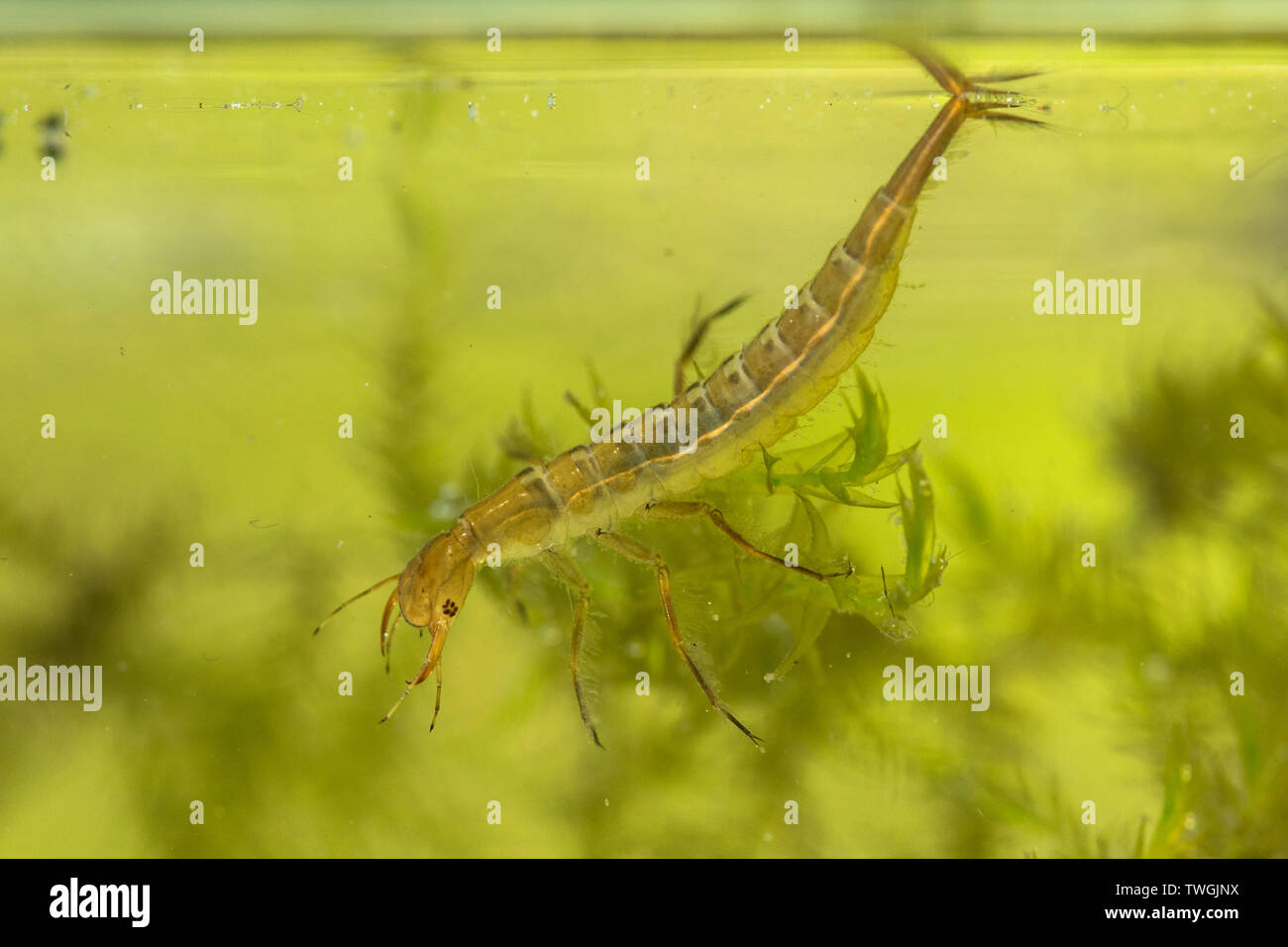 Great Diving Beetle, Dytiscus spp. nymph, larva, below water, Sussex