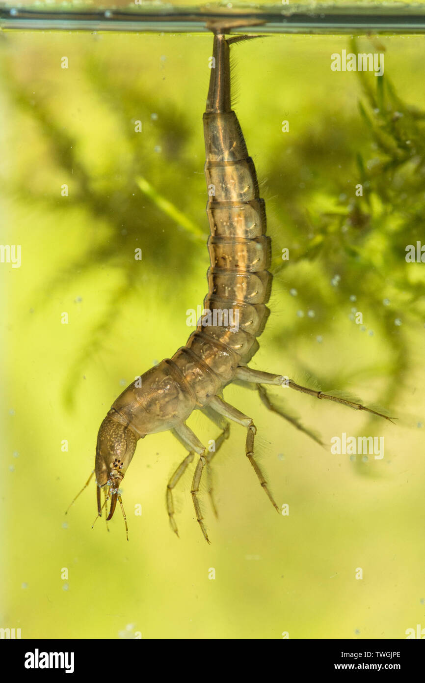 Great Diving Beetle, Dytiscus spp. nymph, larva, below water, hanging from surface water tension, breathing through tail, Sussex, UK. Stock Photo