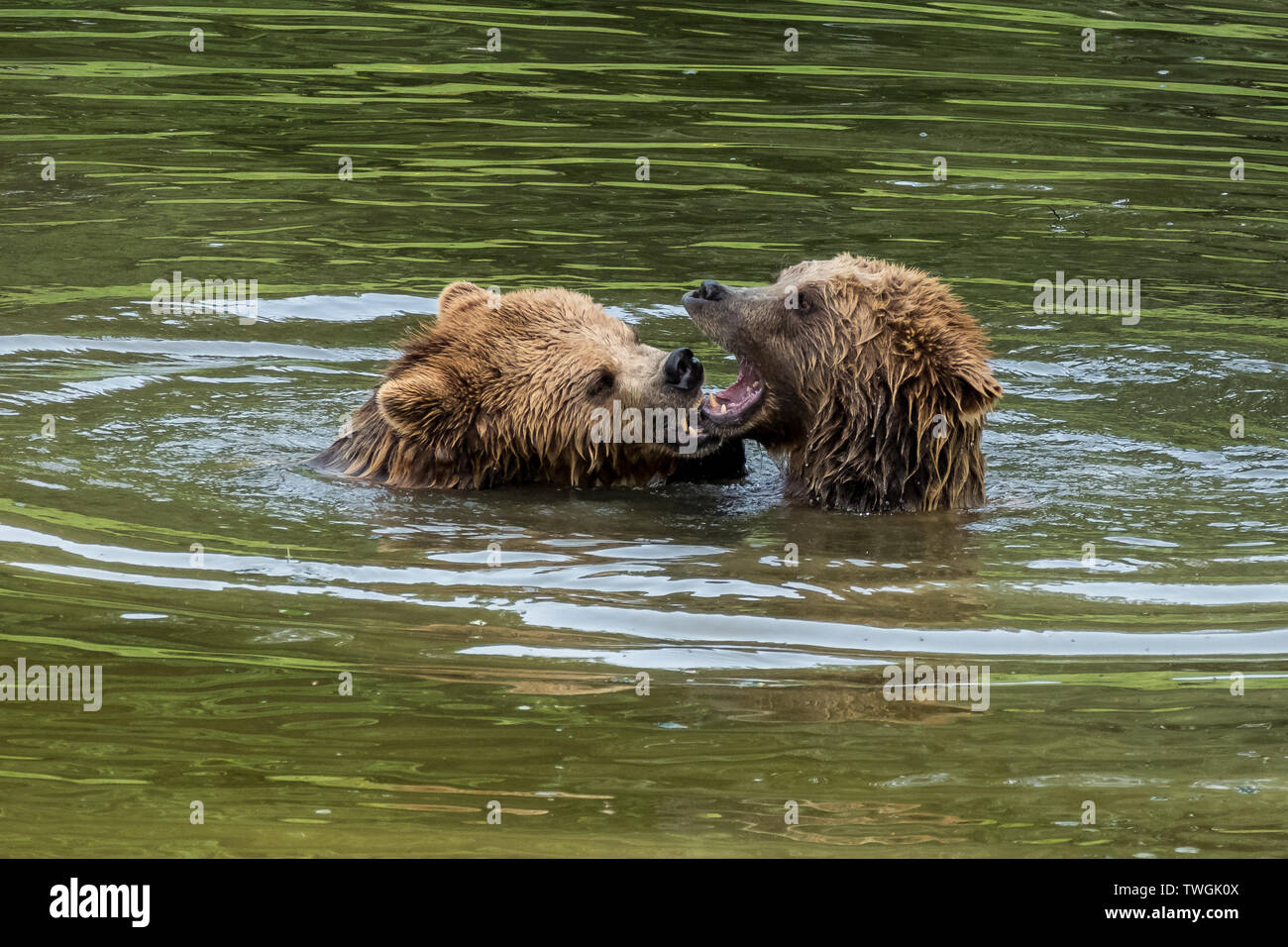 European brown bear, ursus arctos in a park in germany Stock Photo - Alamy