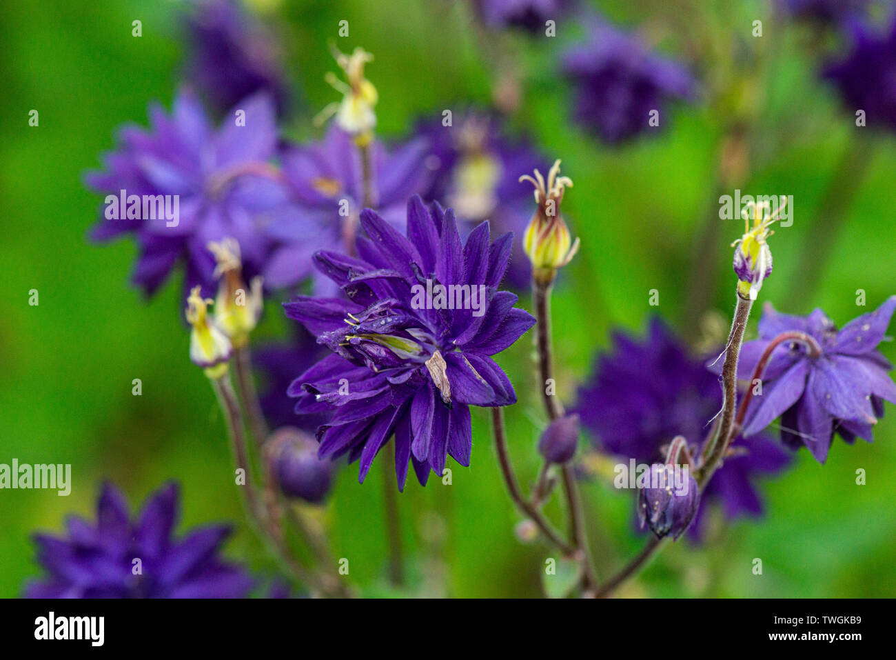 The flowers of a columbine 'Blue Barlow' (Aquilegia vulgaris var. stellata 'Blue Barlow') Stock Photo