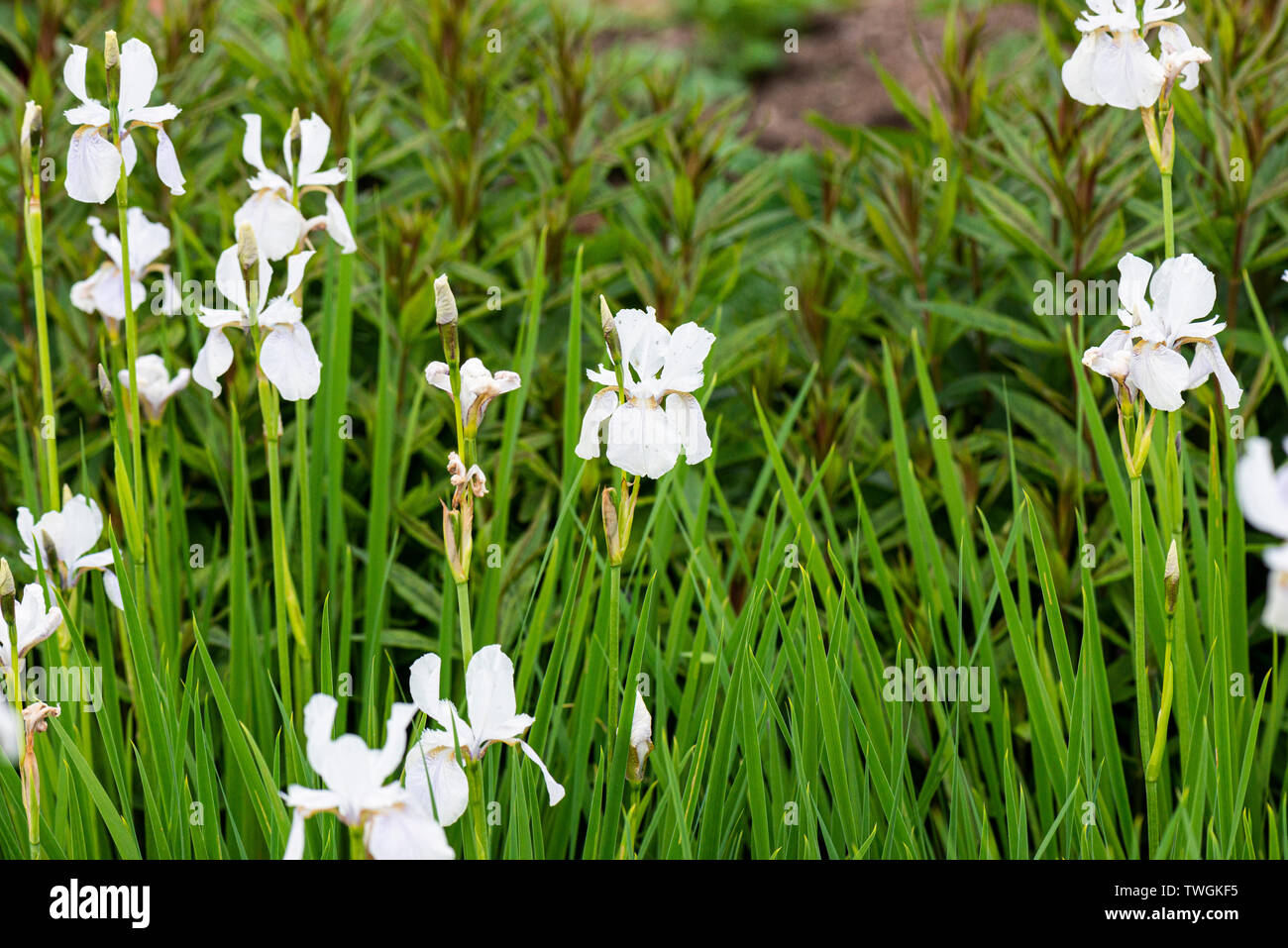 Iris 'Sibirica Alba' in flower Stock Photo
