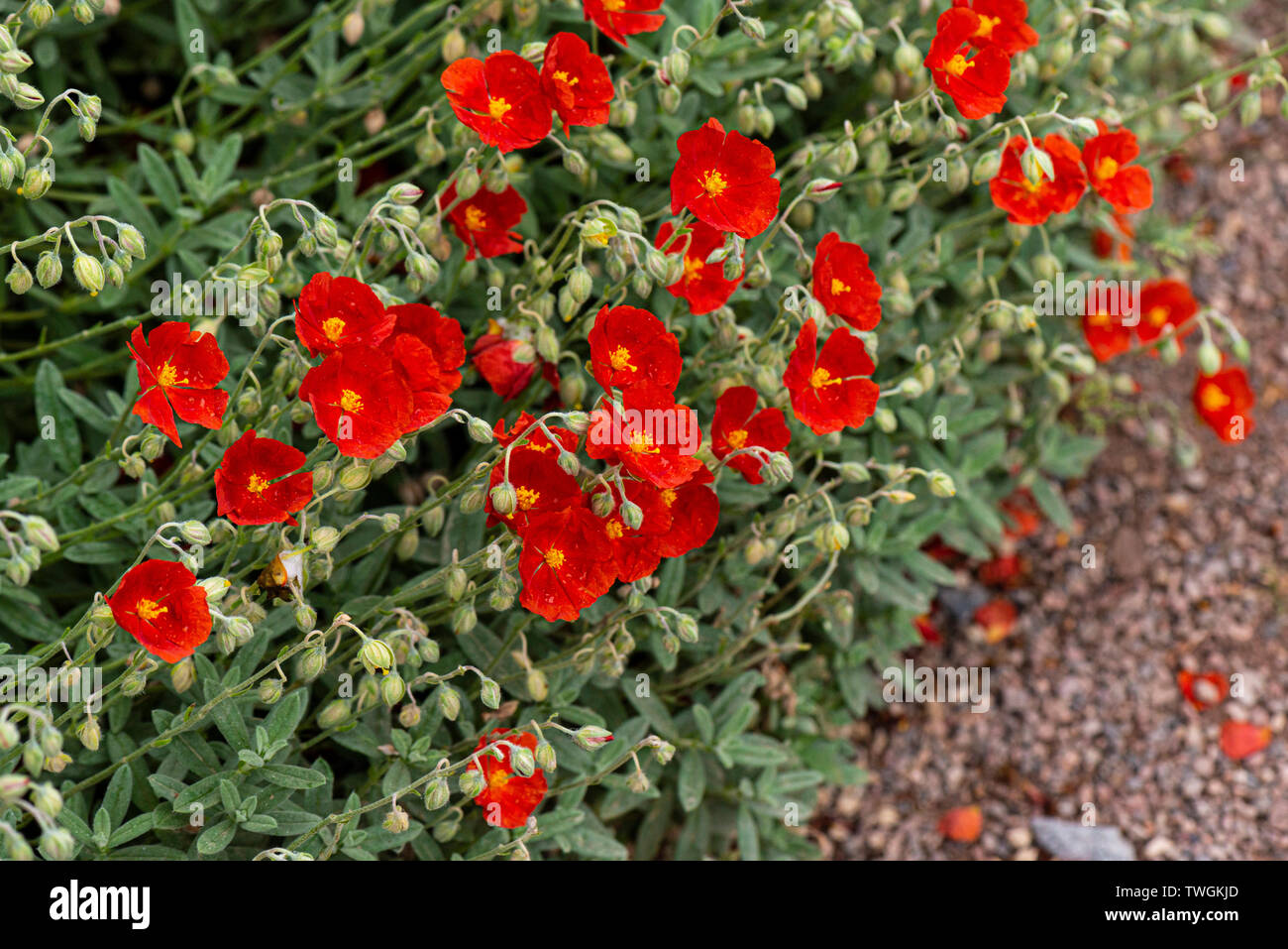 A rock rose 'Henfield Brilliant' (Helianthemum 'Henfield Brilliant') Stock Photo