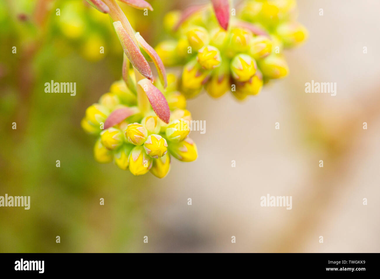A close up of the flowers of a rock stonecrop (Sedum forsterianum) Stock Photo