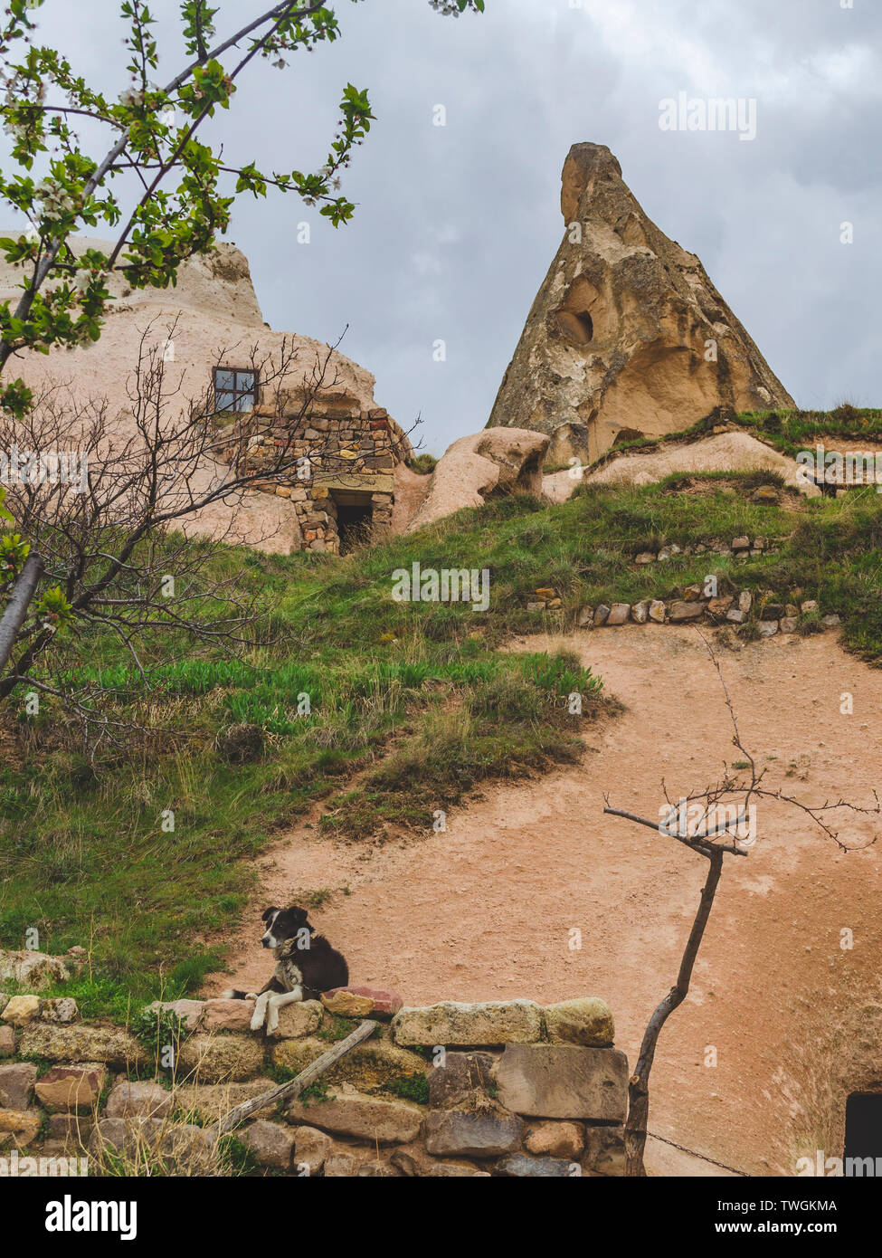Dwellings in the rocks of volcanic tuff in Turkish Cappadocia. Guard dog in the foreground. Stock Photo