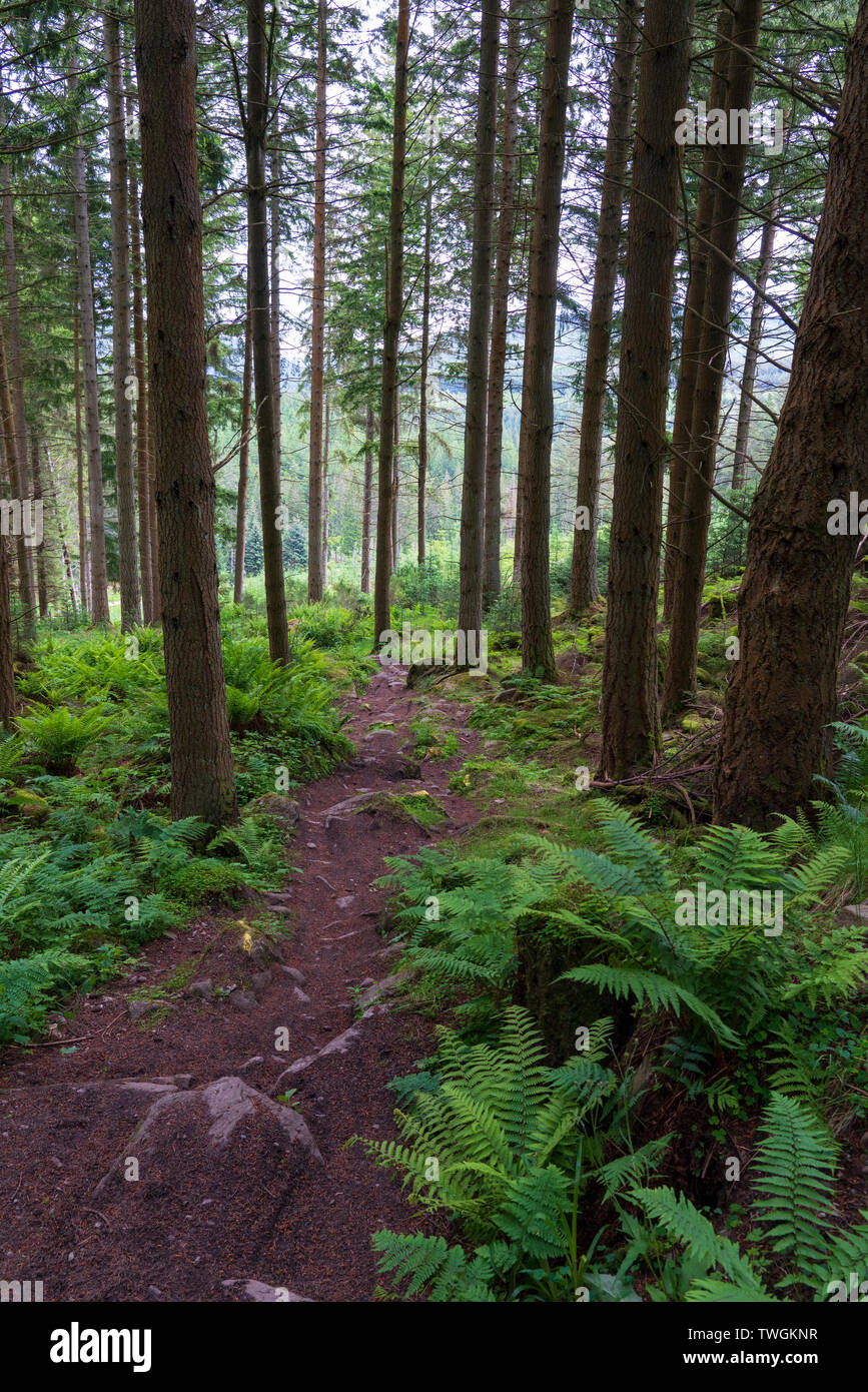 Woodland mountain bike trail downhill in Inver Wood above The Hermitage in Perthshire, Scotland , Uk Stock Photo