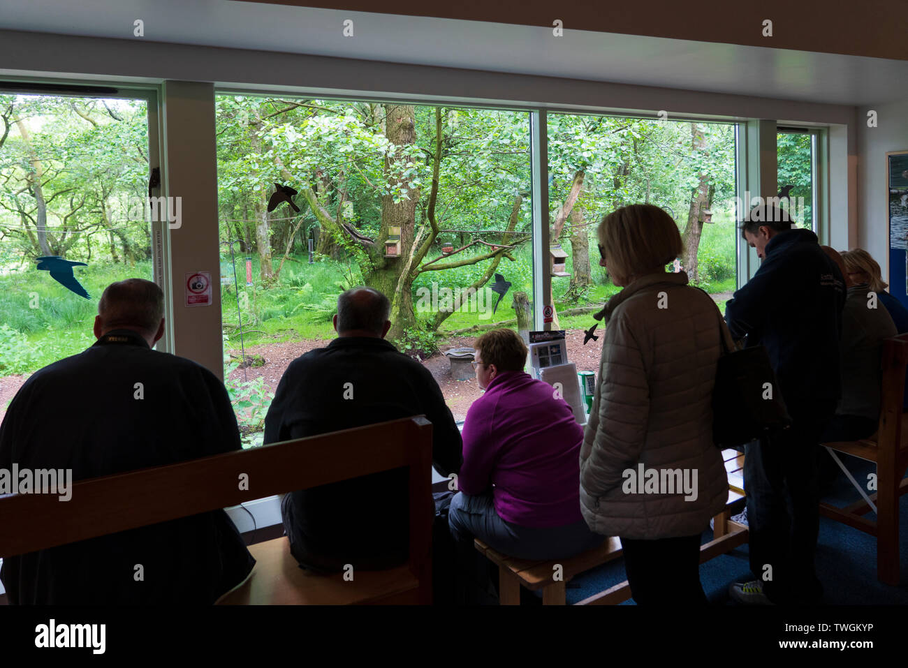 Visitors watching wildlife through observation window at Scottish Wildlife Trust visitor centre at Loch of the Lowes, near Dunkeld in Perthshire, Scot Stock Photo