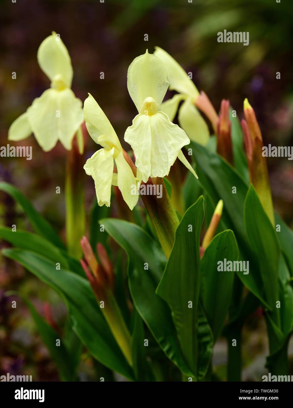 Delicate yellow blooms of Roscoea Cautleyoides. Stock Photo