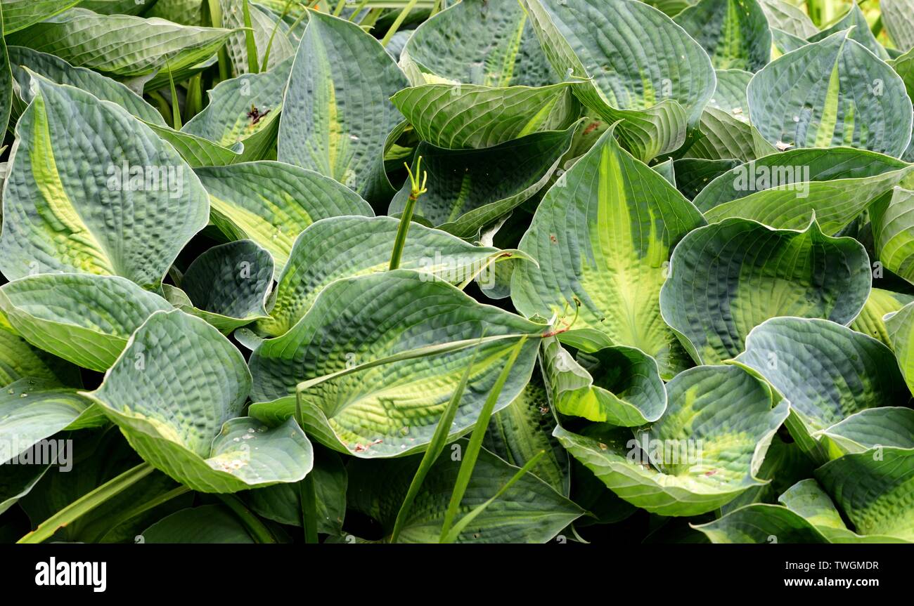 The leaves of Hosta Heat Wave. Stock Photo