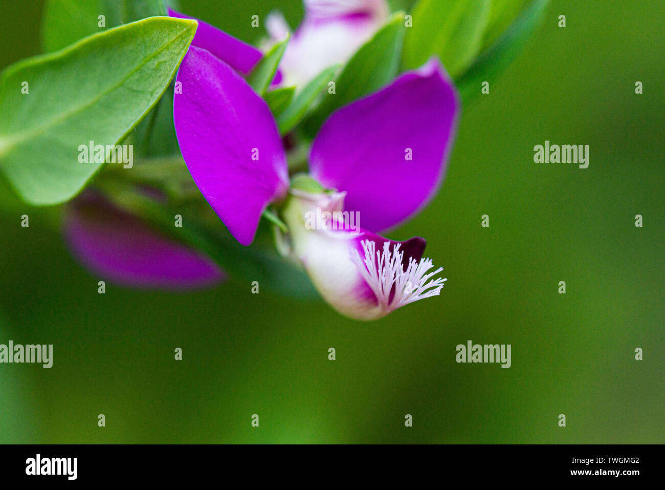 A close up of the flower of a Polygala myrtifolia var. grandiflora Stock Photo