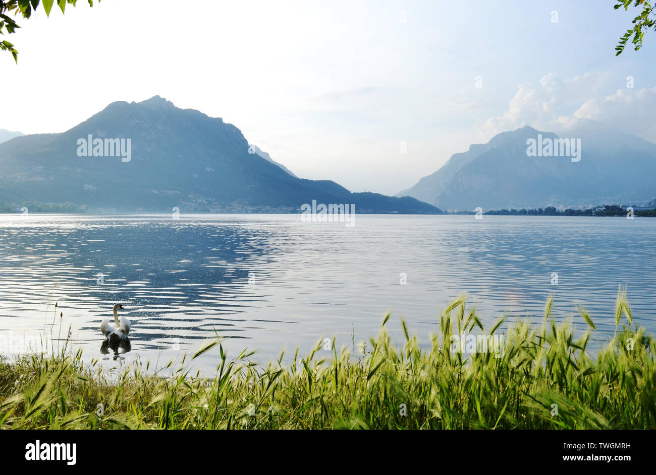 Beautiful panoramic view to the lake Garlate near Lecco with white swan swimming in forefront. Stock Photo