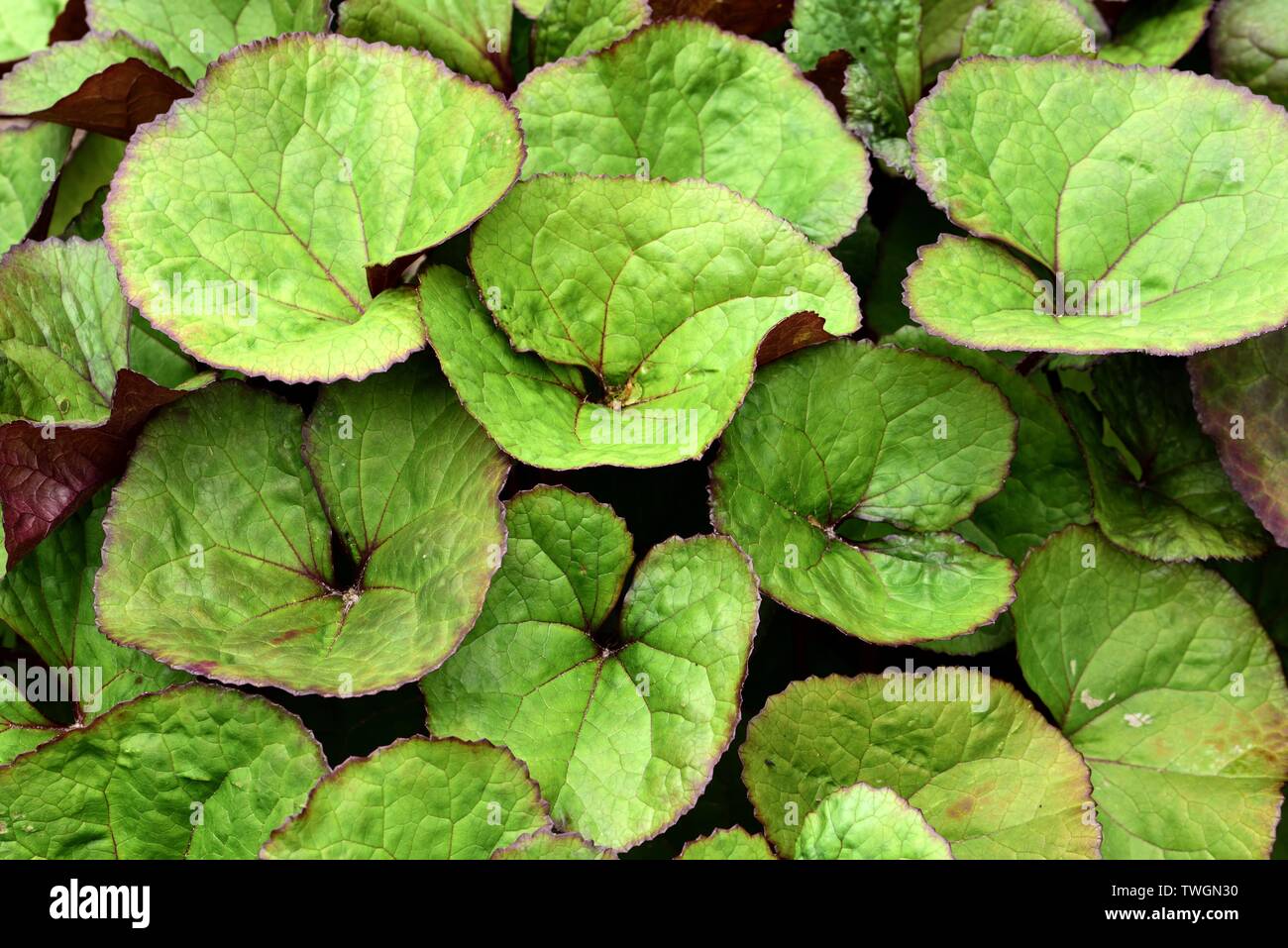 Closeup of the leaves of a Leopard Plant Desdemona. Stock Photo