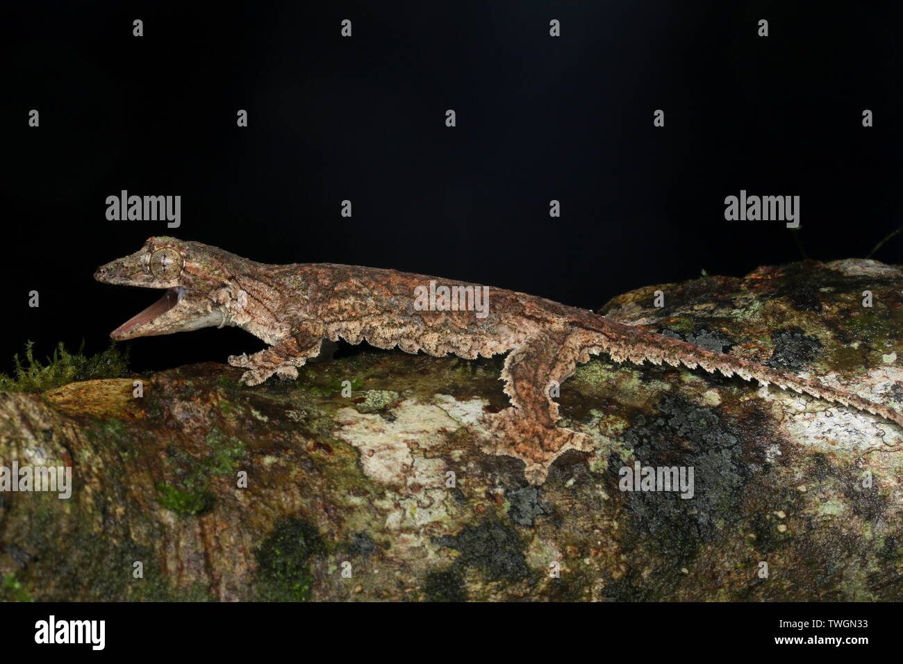 Sabah Flying Gecko (Ptychozoon rhacophorus) Stock Photo