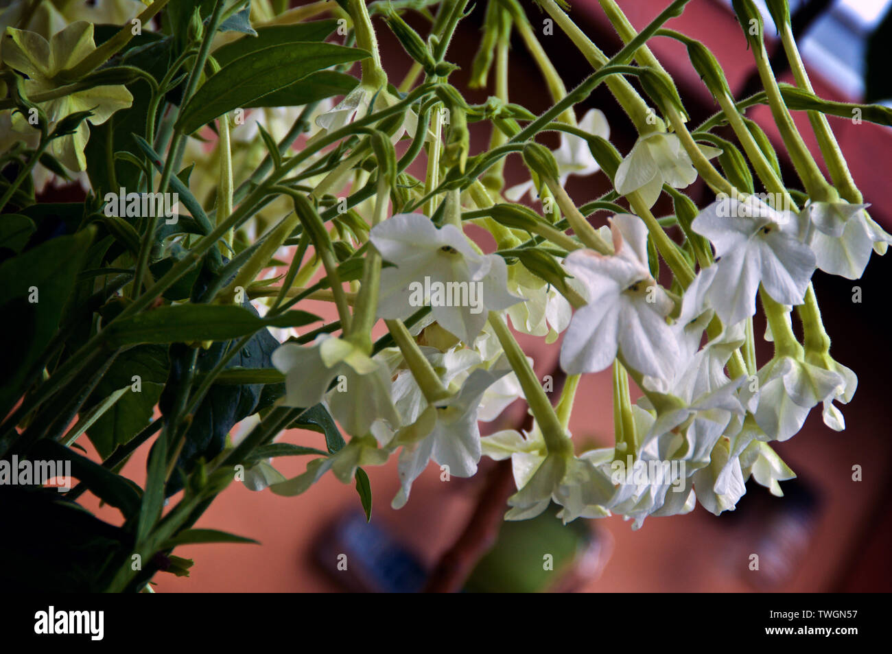 Jasmine like flowers hires stock photography and images Alamy