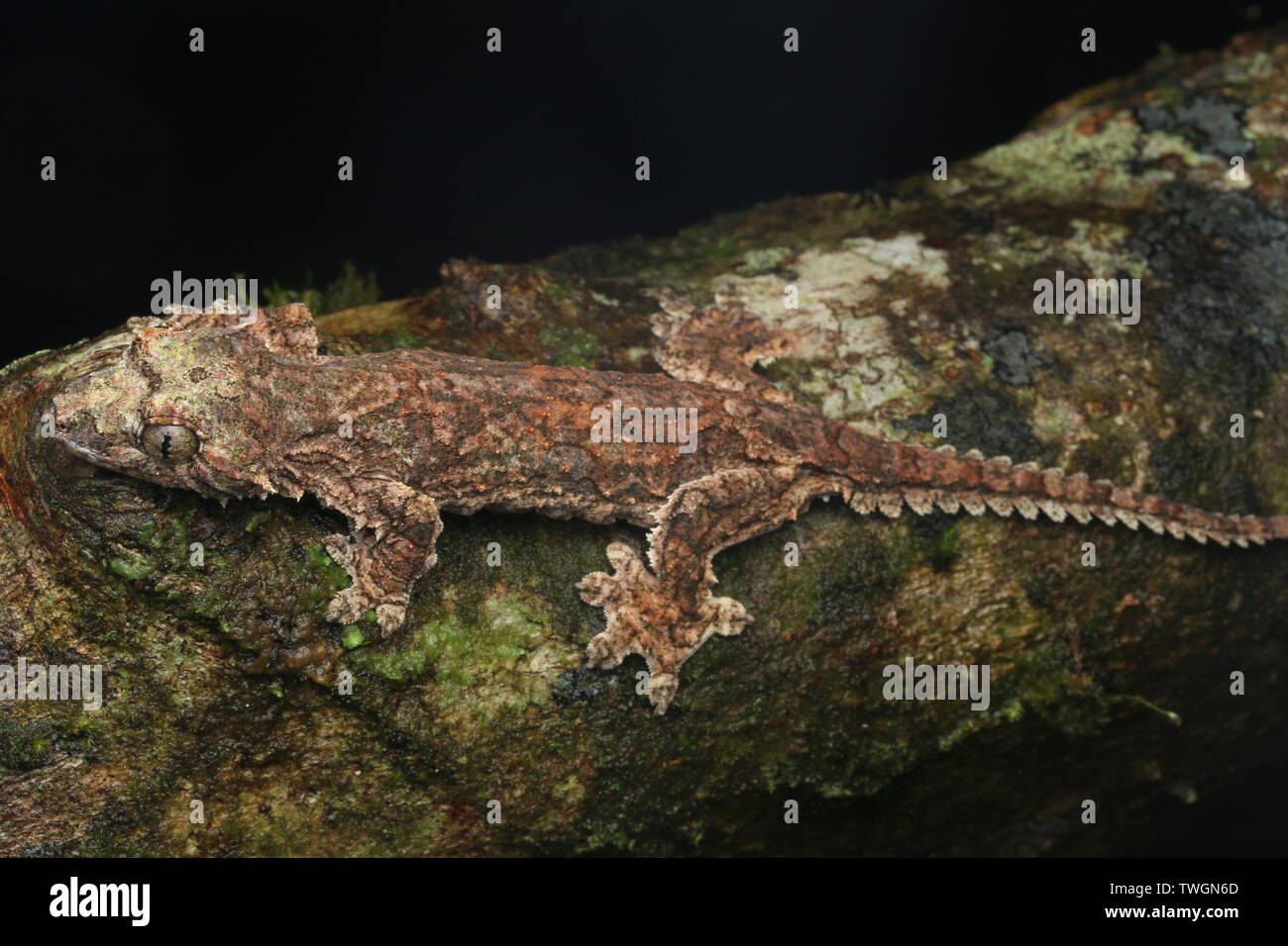 Sabah Flying Gecko (Ptychozoon rhacophorus Stock Photo Alamy