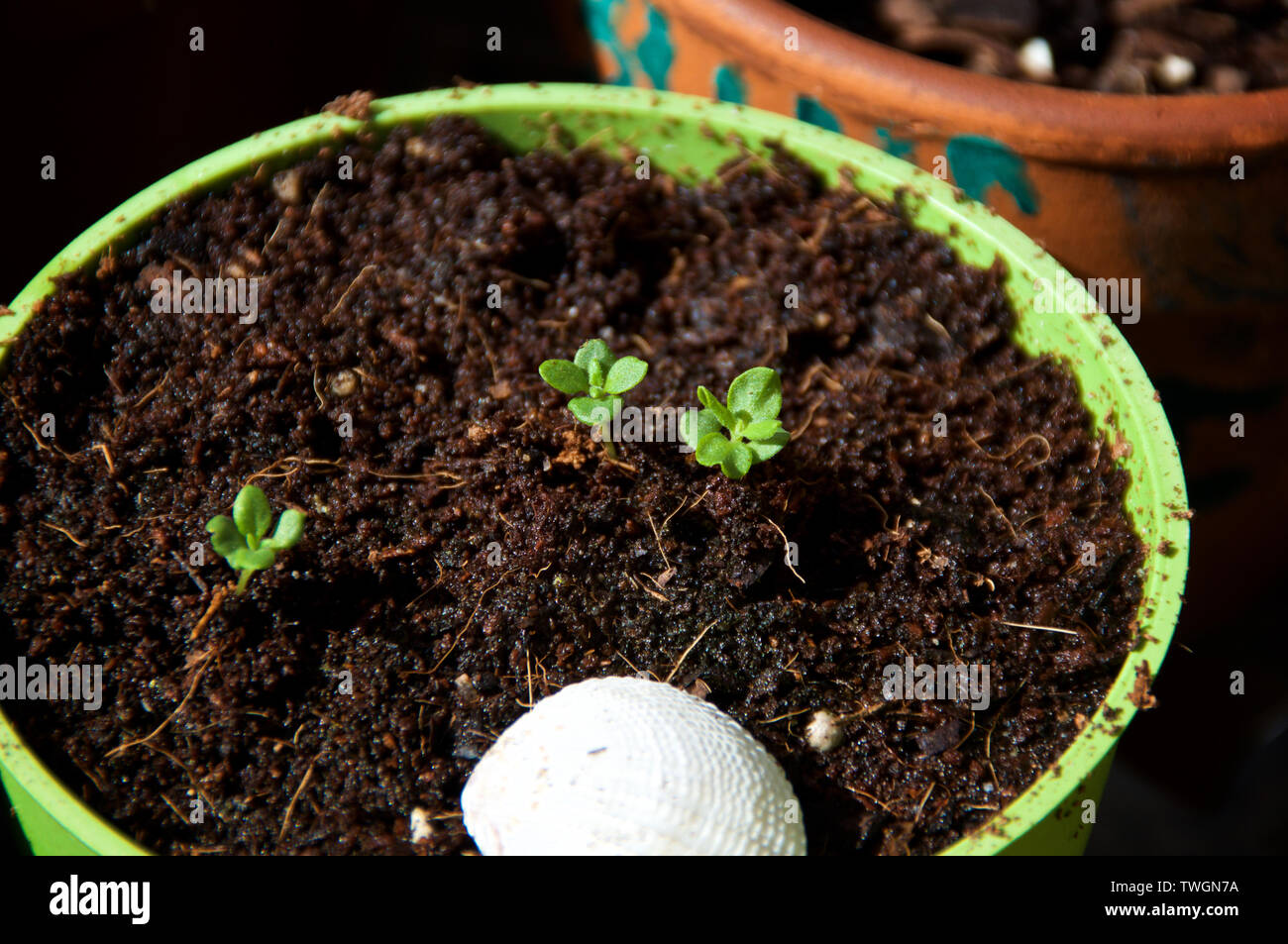 Close Up Of Young Lavender Seedling Sprouts In Green Flower Pot With Morning Sunlight Grown In Coconut Coir With Seashell Stock Photo Alamy