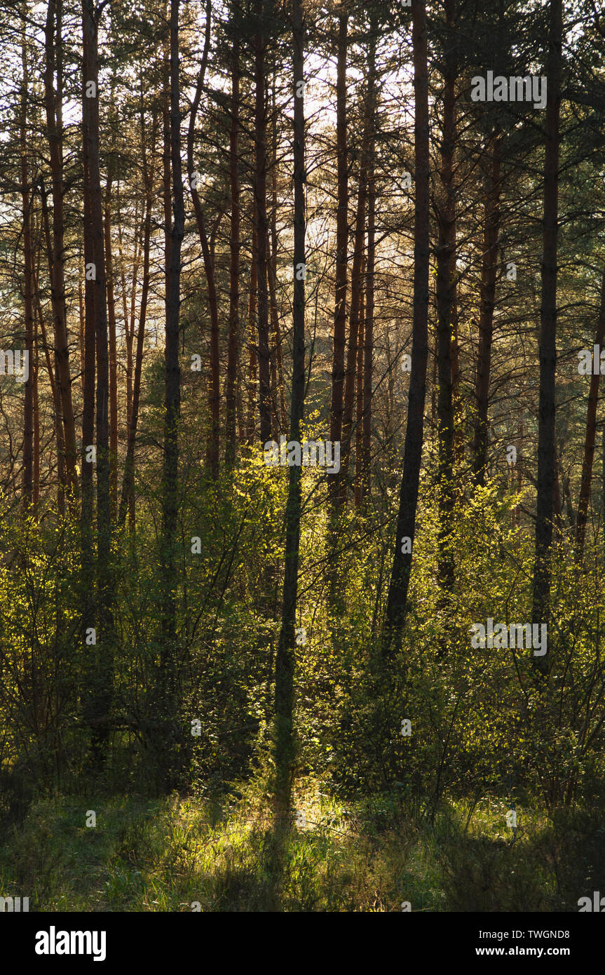 Sunlight france forest hi-res stock photography and images - Alamy