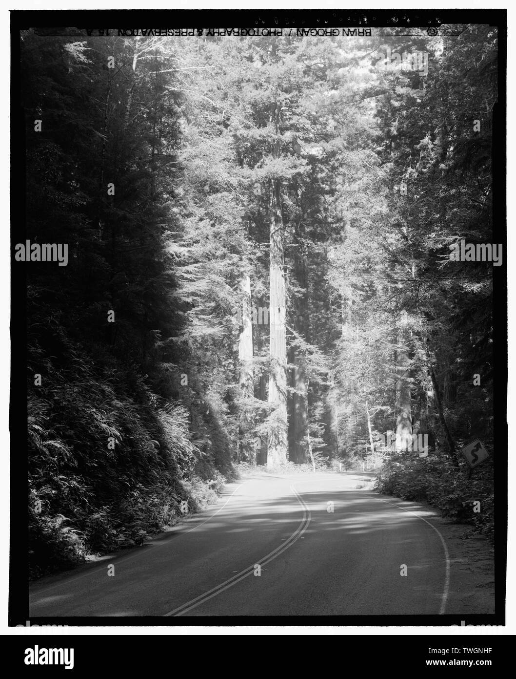 ROAD VIEW ON NEWTON DRURY PARKWAY. HUMBOLDT COUNTY, CALIFORNIA. LOOKING NW. - Redwood National and State Parks Roads, California coast from Crescent City to Trinidad, Crescent City, Del Norte County, CA Stock Photo