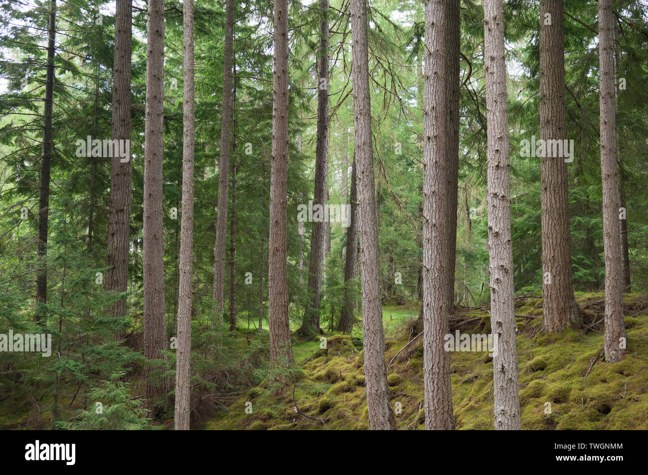 Woodland in Glen Affric near Plodda Falls, Scottish Highlands, UK. Stock Photo
