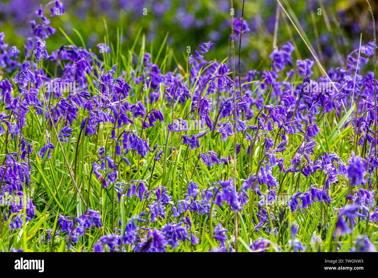 Scottish Bluebell High Resolution Stock Photography and Images Alamy
