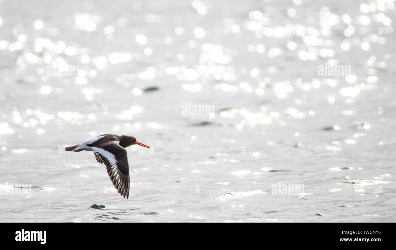 Oyster catcher in flight over the sea Stock Photo Alamy