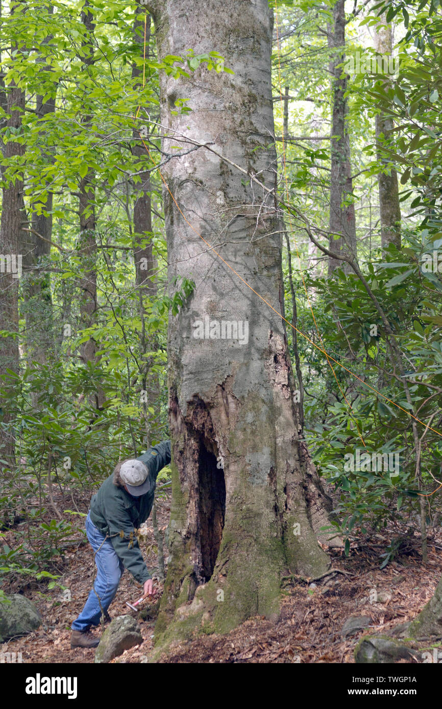 A arborist uses a small hammer to sound out dead areas in the trunk of a large forest tree Stock Photo