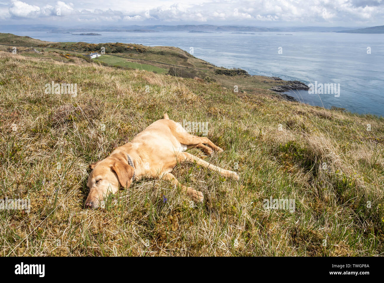 Mallory takes a rest after walking to Barnhill House where George Orwell wrote 1984.  Scarba and the Gulf of Corryvreckan in the background. Stock Photo