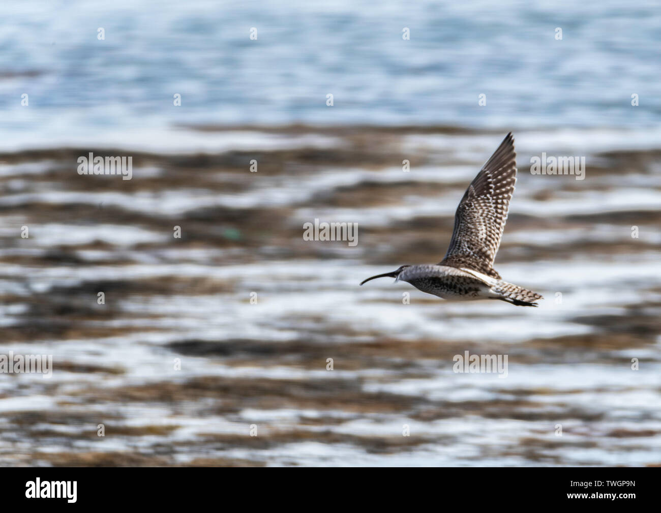 Curlew in flight, Jura, Hebrides Stock Photo
