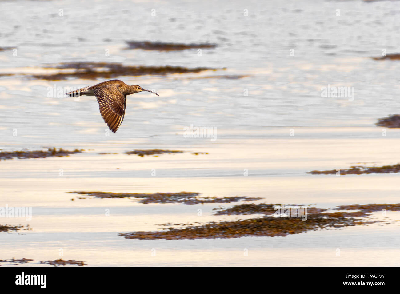 Curlew in flight, Jura, Hebrides Stock Photo